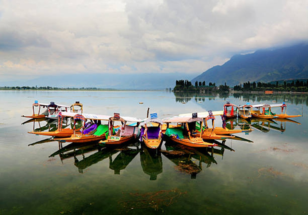 Colorful Shikara boats anchored in the middle of the Dal lake during off season month of July 2015 in Srinagar.